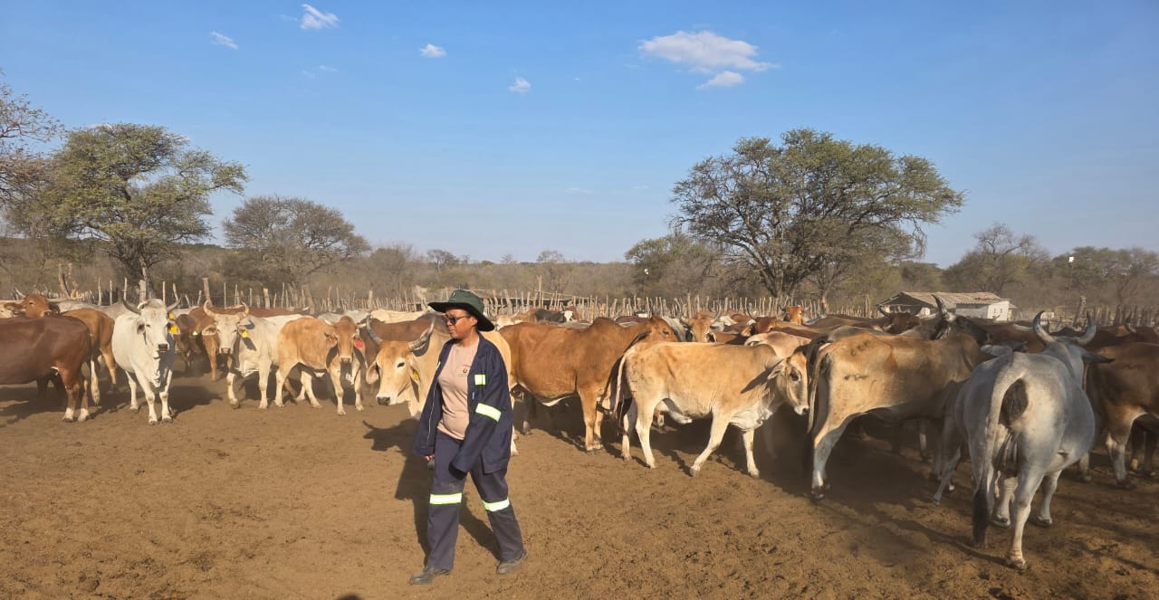 Livestock Production at Mswelangubo Ranch album cover